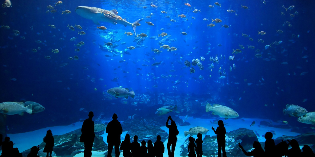 istanbul aquarium best holiday destination in turkey for families from instaturkeyvisa
